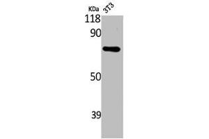 Western Blot analysis of NIH-3T3 cells using ARHGAP18 Polyclonal Antibody