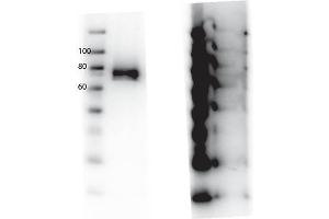 Western Blot of Rabbit anti-RONpY1360 antibody. (MST1R antibody  (Internal Region, pTyr1360))