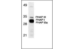 Western blot analysis of PHAP expression in human Raji cell lysate with this product at 1 μg/ml. (PHAP1 antibody  (N-Term))