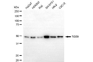 anti-Regulator of G-Protein Signaling 9 (RGS) antibody