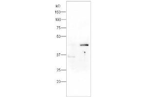 Lane 1:rat brain lysates Lane 2: rat kidney probed with Rabbit Anti-Caspase-9 (Ser196) Polyclonal Antibody, Unconjugated (ABIN756922) at 1:300 overnight at 4 °C. (Caspase 9 antibody  (pSer196))