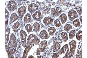 IHC-P Image Prohibitin antibody detects Prohibitin protein at mitochondria on mouse intestine by immunohistochemical analysis.