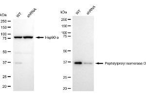 Western blotting analysis using Peptidylprolyl isomerase D antibody (ABIN7799768).
