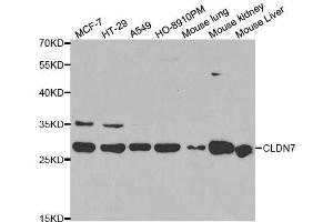 Western blot analysis of extracts of various cell lines, using CLDN7 antibody.