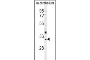 Western blot analysis in mouse cerebellum tissue lysates (35ug/lane). (OR51I1 antibody  (C-Term))