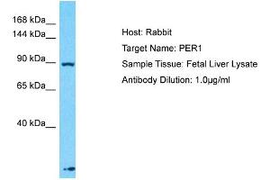 Host: Rabbit Target Name: PER1 Sample Type: Fetal Liver lysates Antibody Dilution: 1. (PER1 antibody  (N-Term))