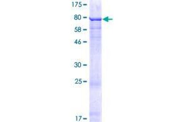 ZNF548 Protein (AA 1-533) (GST tag)