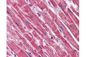 Anti-C16orf53 antibody IHC of human heart. (PAGR1 antibody  (C-Term))