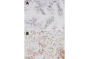 Image no. 2 for anti-Toll-Like Receptor 4 (TLR4) (AA 418-435) antibody (ABIN208630) (TLR4 antibody  (AA 418-435))