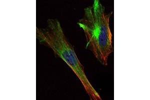 Immunofluorescence analysis of Hela cells using CRTC2 antibody (green). (CRTC2 antibody)