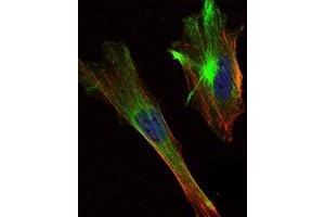 Immunofluorescence analysis of Hela cells using CRTC2 antibody (green).