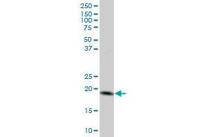 MTP18 MaxPab polyclonal antibody. (Mtfp1 antibody  (AA 1-166))
