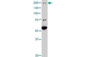 MAP3K4 monoclonal antibody (M11A), clone X1 Western Blot analysis of MAP3K4 expression in NIH/3T3. (MAP3K4 antibody  (AA 1201-1300))