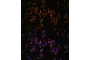 Immunofluorescence analysis of L929 cells using RPS13 antibody (ABIN7270012) at dilution of 1:100. (RPS13 antibody  (AA 79-151))