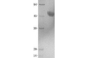 Validation with Western Blot (CD14 Protein (CD14) (Transcript Variant 1) (His tag))