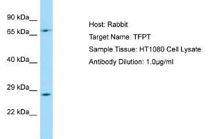 Host: RabbitTarget Name: TFPTAntibody Dilution: 1. (TFPT antibody  (C-Term))