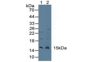 Figure. (CST3 antibody  (AA 27-146))