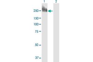 Western Blot analysis of DIP2C expression in transfected 293T cell line by DIP2C MaxPab polyclonal antibody. (DIP2C antibody  (AA 1-1556))