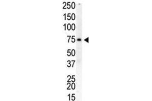 Western blot analysis of PIP5K1B antibody and human placenta cell lysate (PIP5K1B antibody  (AA 1-30))