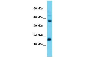 Host: Rabbit Target Name: CNPY2 Sample Type: Placenta lysates Antibody Dilution: 1. (CNPY2/MSAP antibody  (Middle Region))
