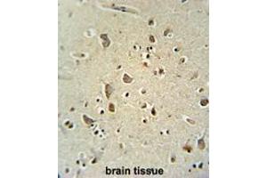 ATPGD1 antibody (N-term) immunohistochemistry analysis in formalin fixed and paraffin embedded human brain tissue followed by peroxidase conjugation of the secondary antibody and DAB staining. (CARNS1 antibody  (N-Term))