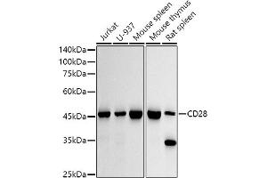 Western blot analysis of extracts of various cell lines, using CD28 antibody (ABIN7266183) at 1:1000 dilution. (CD28 antibody)