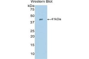 Detection of Recombinant SLC, Mouse using Polyclonal Antibody to Secondary Lymphoid Tissue Chemokine (SLC) (CCL21 antibody  (AA 5-130))