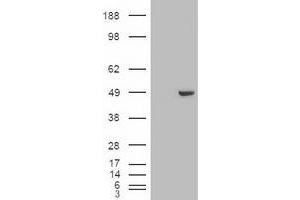 Image no. 2 for anti-GATA Binding Protein 4 (GATA4) (AA 296-442) antibody (ABIN1491352) (GATA4 antibody  (AA 296-442))