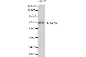 Western blot analysis of extracts of HepG2 cells, using SLC27A2 antibody. (SLC27A2 antibody)