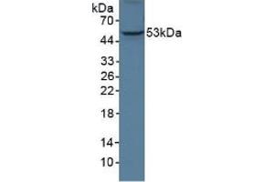 Figure. (ANGPTL3 antibody  (AA 22-281))