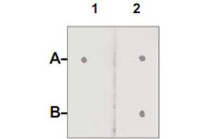 Dot Blot : 1 ug peptide was blot onto NC membrane. (Androgen Receptor antibody  (pSer210))