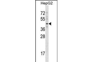 TBX20 Antibody (C-term) (ABIN1537105 and ABIN2848807) western blot analysis in HepG2 cell line lysates (35 μg/lane). (TBX20 antibody  (C-Term))