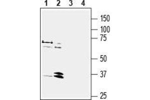 Western blot analysis of human MCF-7 breast adenocarcinoma cell line lysate (lanes 1 and 3) and human HL-60 promyelocytic leukemia cell line lysate (lanes 2 and 4): - 1, 2.