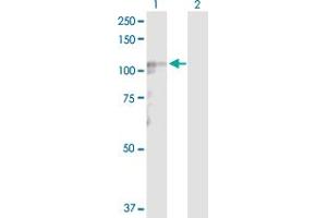 Western Blot analysis of LARS2 expression in transfected 293T cell line by LARS2 MaxPab polyclonal antibody.