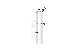 All lanes : Anti-DDX53 Antibody (C-term) at 1:2000 dilution Lane 1: D whole cell lysate Lane 2: RL95-2 whole cell lysate Lysates/proteins at 20 μg per lane. (DDX53 antibody  (C-Term))