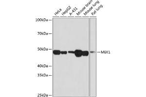 Western blot analysis of extracts of various cell lines, using MEK1 antibody (ABIN7268633) at 1:1000 dilution. (MEK1 antibody)