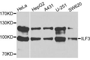 Western blot analysis of extracts of various cell lines, using ILF3 antibody (ABIN5971331) at 1/1000 dilution. (Interleukin enhancer-binding factor 3 (ILF3) antibody)