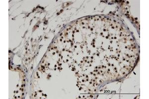 Immunoperoxidase of monoclonal antibody to FBXO9 on formalin-fixed paraffin-embedded human testis. (FBXO9 antibody  (AA 338-447))