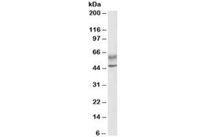 Western blot testing of human lymph node lysate with AIRE antibody at 0. (AIRE antibody)