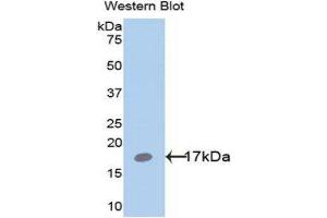 Western Blotting (WB) image for anti-Leptin (LEP) (AA 22-167) antibody (ABIN1078271) (Leptin antibody  (AA 22-167))