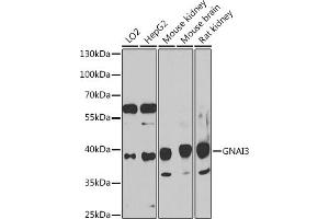 Western blot analysis of extracts of various cell lines, using GN antibody (ABIN7267539) at 1:1000 dilution. (GNAI3 antibody  (AA 1-100))