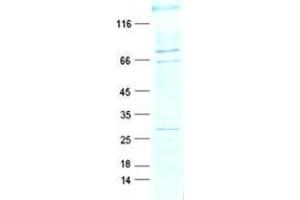 Validation with Western Blot (POGZ Protein (DYKDDDDK Tag))