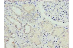 Immunohistochemistry of paraffin-embedded human kidney tissue using ABIN7162026 at dilution of 1:100 (NUPL2 antibody  (AA 1-224))