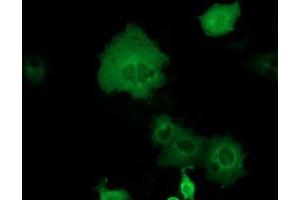 Anti-DYNC1LI1 mouse monoclonal antibody (ABIN2452971) immunofluorescent staining of COS7 cells transiently transfected by pCMV6-ENTRY DYNC1LI1 (RC222010). (DYNC1LI1 antibody)