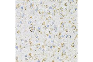 Immunohistochemistry of paraffin-embedded rat brain using LRP Antibody (ABIN3017160, ABIN3017161, ABIN1680715 and ABIN6219979) at dilution of 1:200 (40x lens). (LRPAP1 antibody)