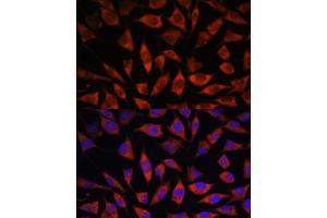 Immunofluorescence analysis of L929 cells using POGLUT1 antibody (ABIN7269673) at dilution of 1:100. (POGLUT1 antibody  (AA 160-280))