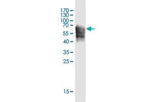 Western Blot detection against Immunogen (67. (Rubicon antibody  (AA 1-375))