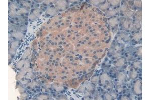 Detection of FASN in Rat Pancreas Tissue using Polyclonal Antibody to Fatty Acid Synthase (FASN) (Fatty Acid Synthase antibody  (AA 2243-2505))
