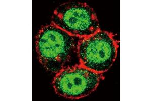 Confocal immunofluorescent analysis of K1 Antibody  (ABIN392432 and ABIN2842032) with Hela cell followed by Alexa Fluor 488-conjugated goat anti-rabbit lgG (green). (PAK1 antibody  (AA 401-430))