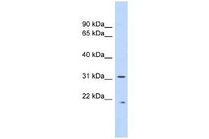 Calpain 4 antibody used at 1 ug/ml to detect target protein. (Calpain S1 antibody  (Middle Region))